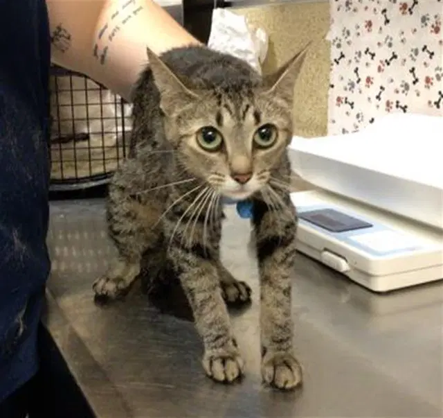 Sam - Domestic Short Hair