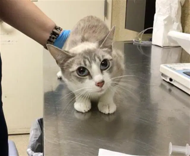 Bells - Domestic Short Hair