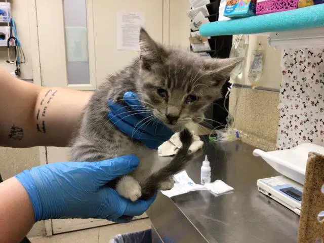 Goob - Domestic Short Hair