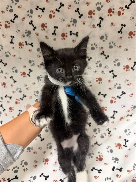 Cruella - Domestic Short Hair