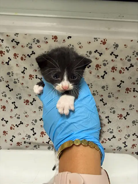 Sylvester - Domestic Short Hair