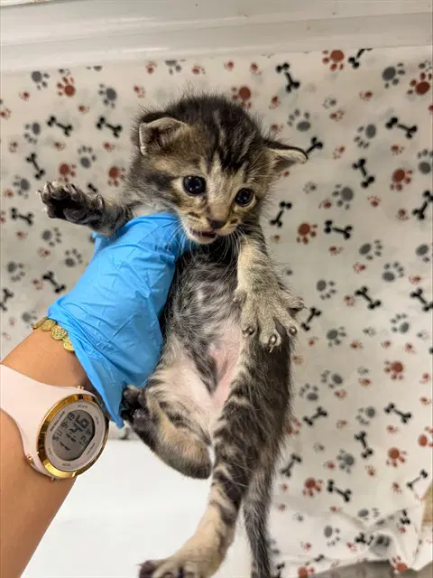 Tom - Domestic Short Hair