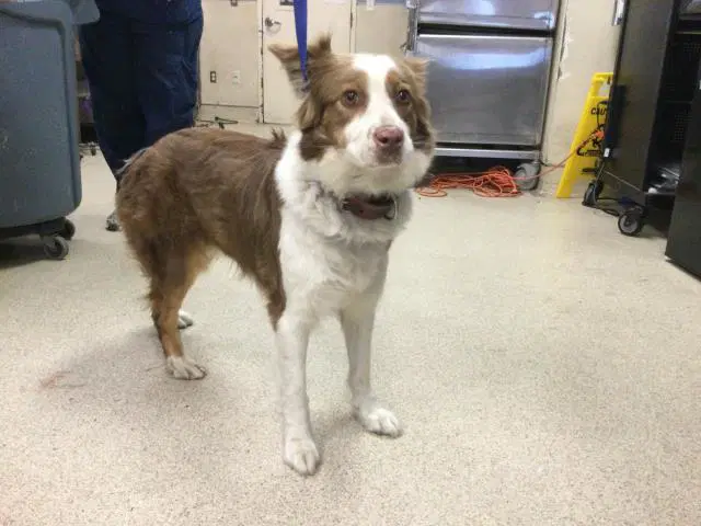 Cindy - Australian Shepherd