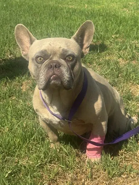 Sand Dune - French Bulldog