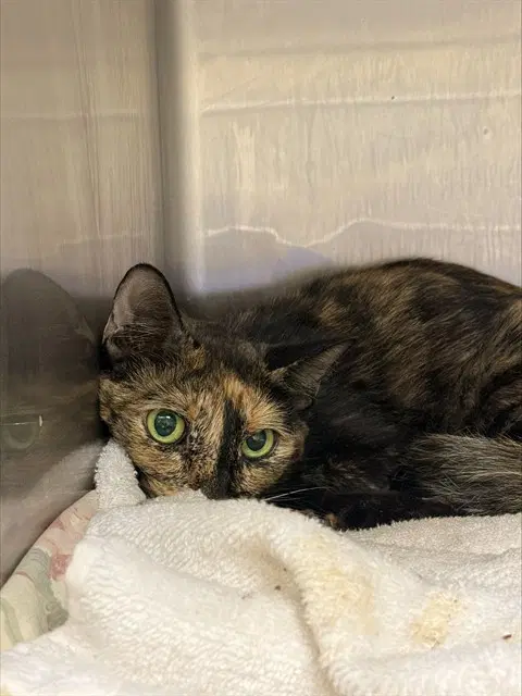 Sunflower - Domestic Short Hair