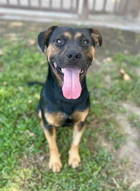 Tux - Pit Bull Terrier