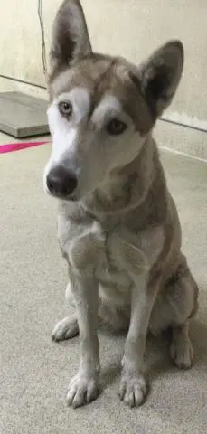 Luna - Siberian Husky