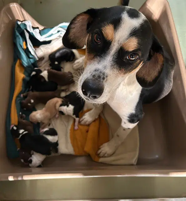Forest - Beagle