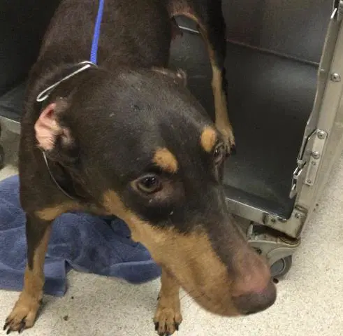 Millie - Doberman Pinscher
