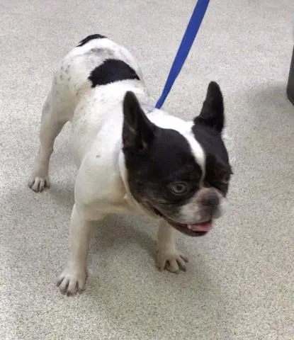Pamela - French Bulldog