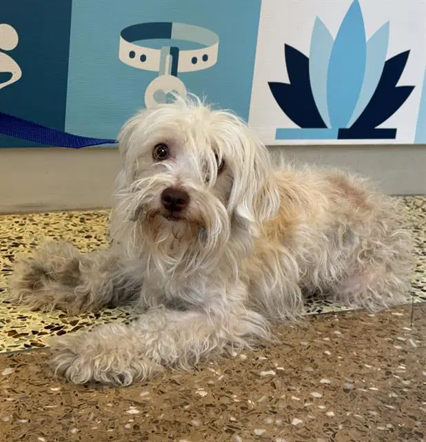 Tini - Maltese