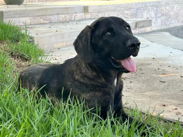 Liam - Mastiff