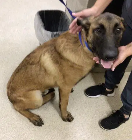 Troy - Belgian Shepherd Malinois