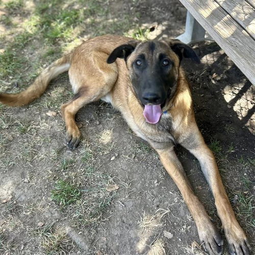 TROY, a dog for adoption from Riverside County Animal Control - Riverside Shelter