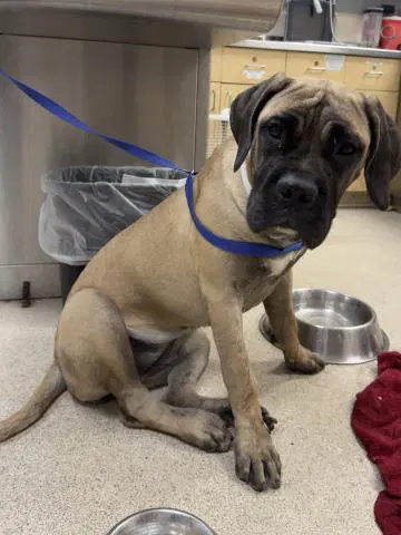 Darla - Bullmastiff