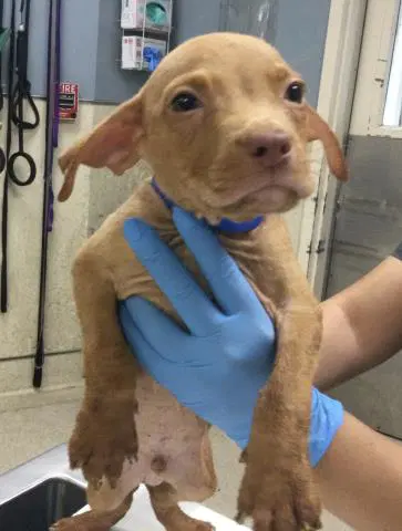 Packer - Pit Bull Terrier