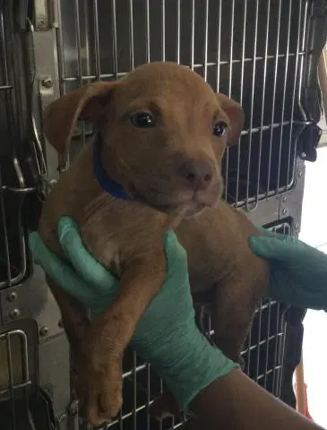 Eagle - Pit Bull Terrier