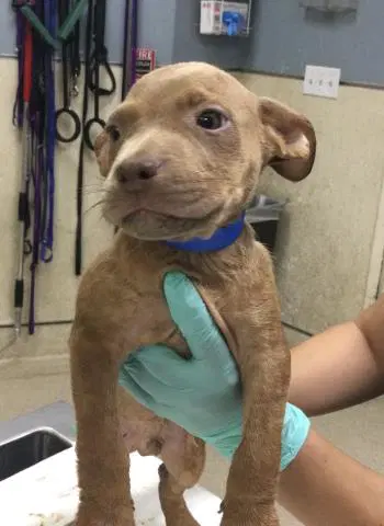 Giant - Pit Bull Terrier