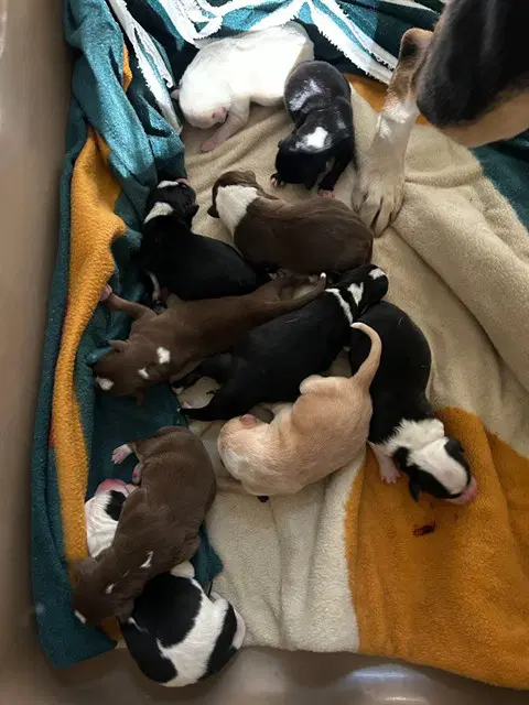 Unknown - Beagle