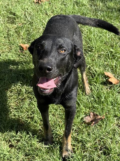 JACK, a dog for adoption from Riverside County Animal Control - Riverside Shelter