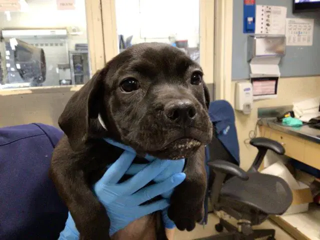 Natalie Cook - Pit Bull Terrier