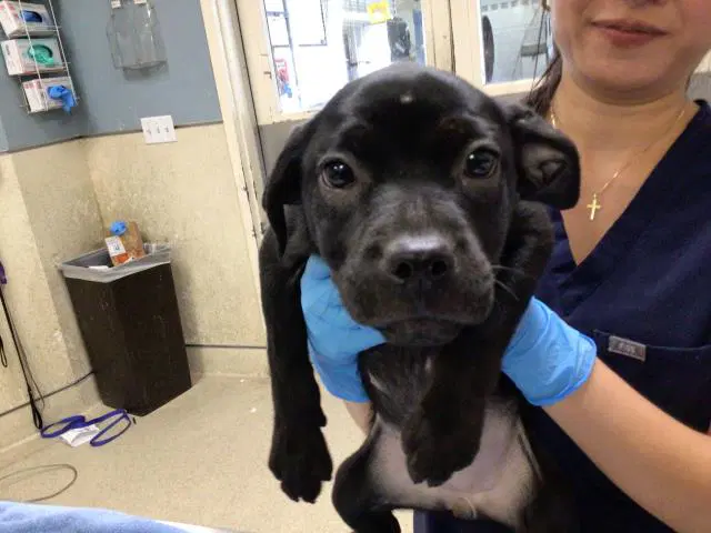 Dylan Sanders - Pit Bull Terrier