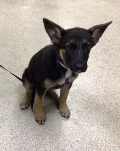 Lucy - German Shepherd Dog