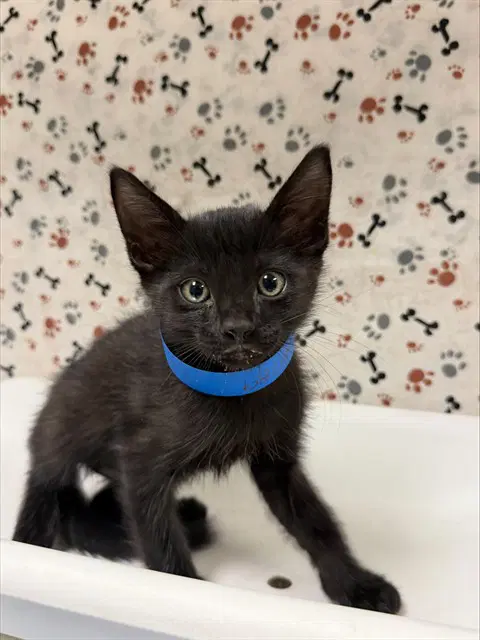 Solo - Domestic Short Hair