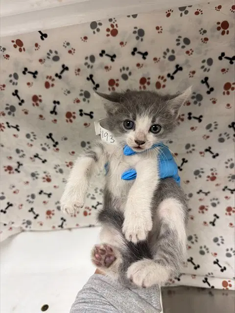 Pearl - Domestic Short Hair