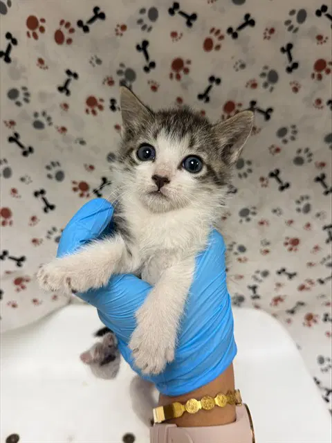 Otter - Domestic Short Hair