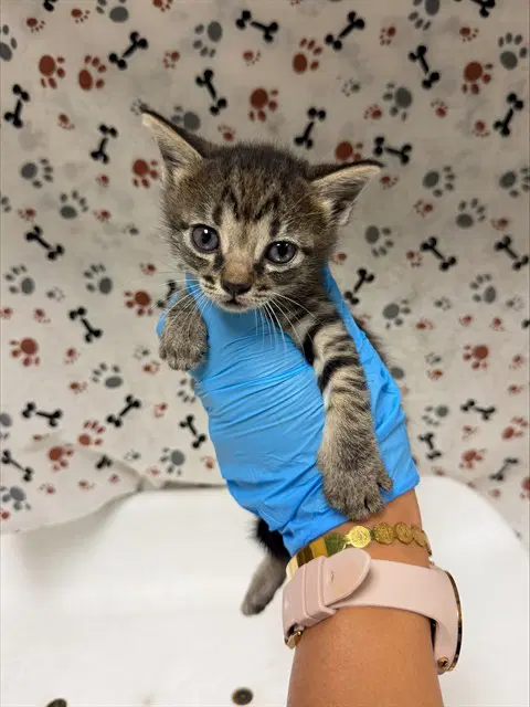 Clamantha - Domestic Short Hair