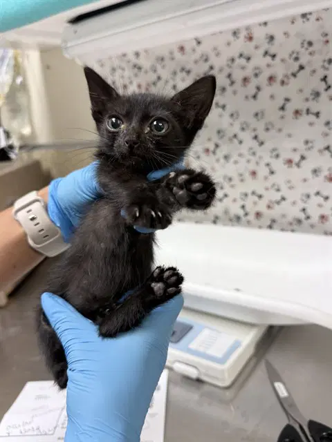 Parker - Domestic Short Hair