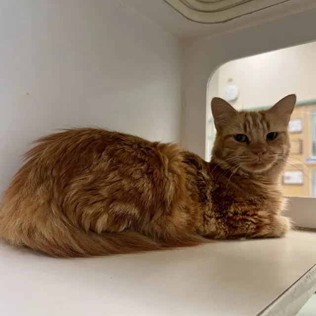 Mayra - Domestic Short Hair