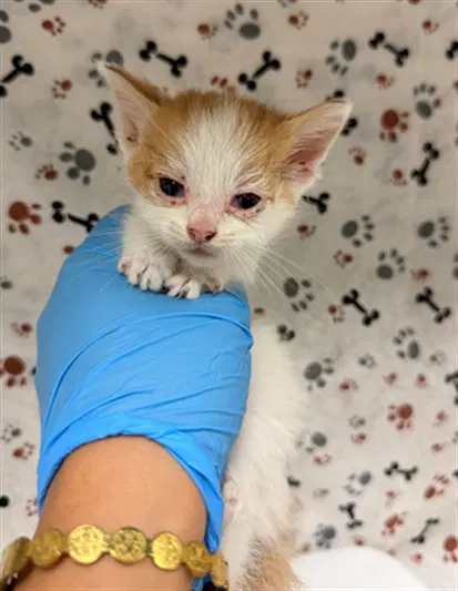 Pipsqueak - Domestic Short Hair