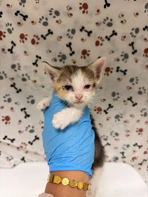 Pebble - Domestic Short Hair