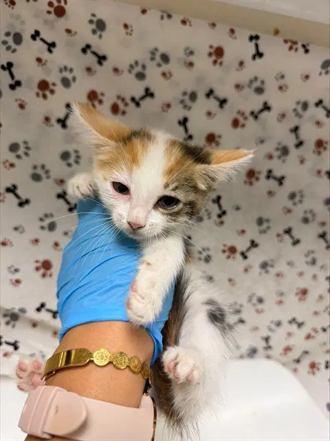 Speckles - Domestic Short Hair