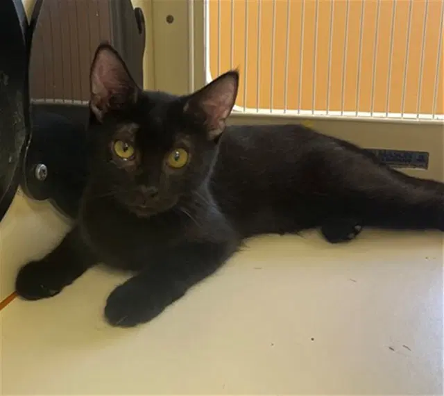 Noir - Domestic Short Hair