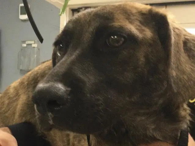 Betty - Mastiff
