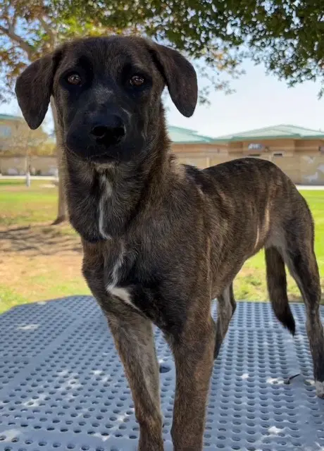 Betty - Mastiff