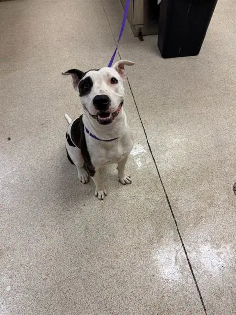 Spottie - Pit Bull Terrier