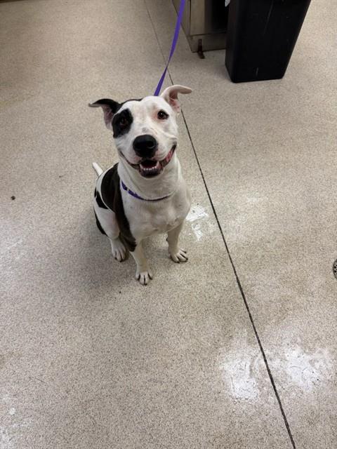 Spottie