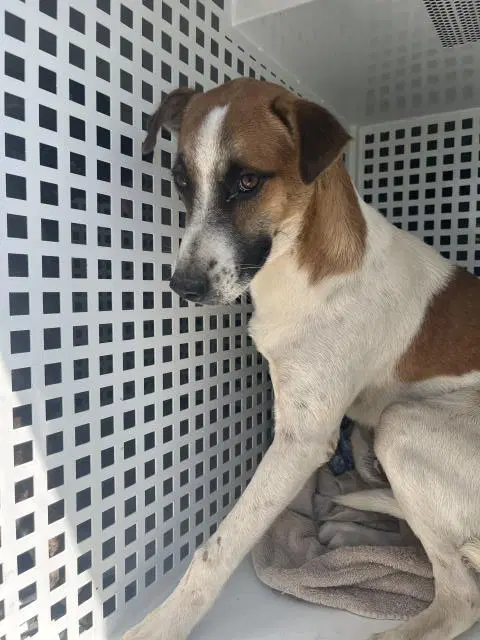 Buster - Jack Russell Terrier (Parson Russell Terrier)