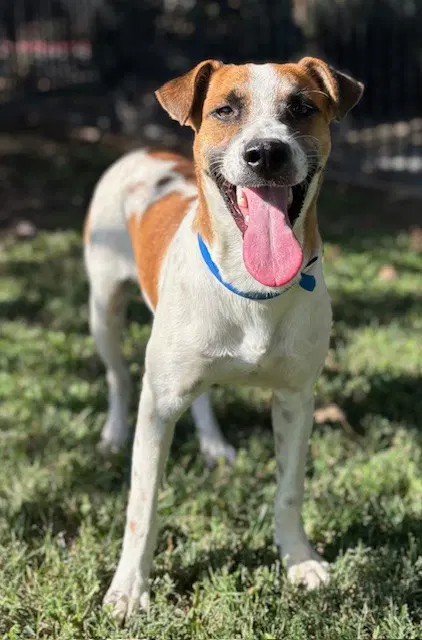 Buster - Jack Russell Terrier (Parson Russell Terrier)