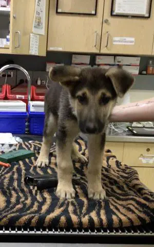 Theodore - German Shepherd Dog
