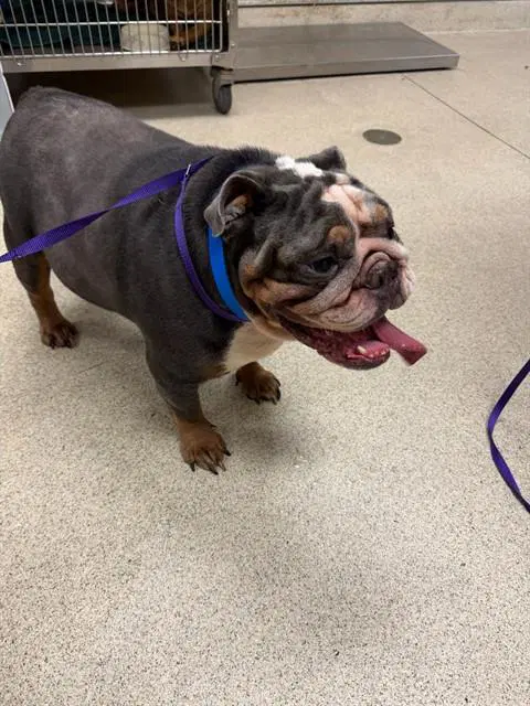 Humphrey - English Bulldog