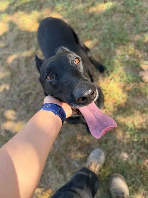 Dawn - Belgian Shepherd Malinois