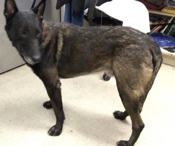 Spike - Belgian Shepherd Malinois