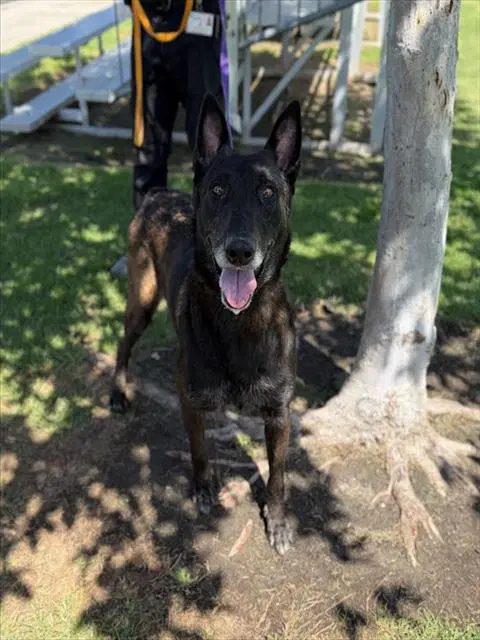 Spike - Belgian Shepherd Malinois