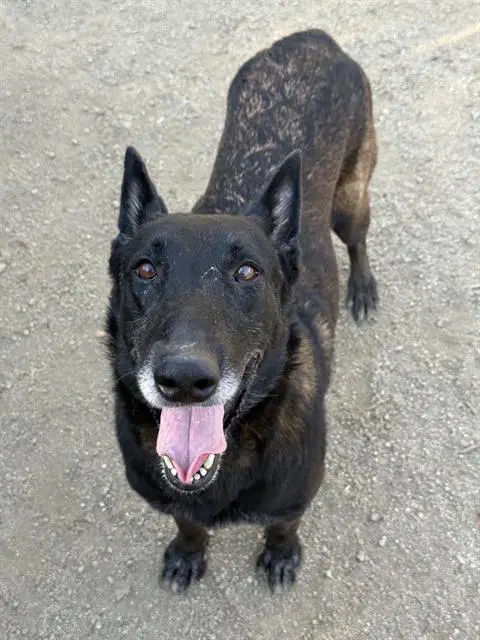 Spike - Belgian Shepherd Malinois