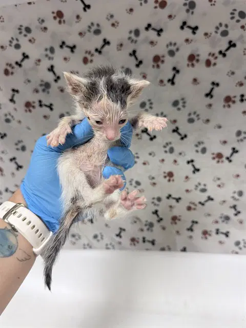 Blue - Domestic Short Hair